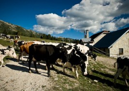 LA MALGA SI RACCONTA