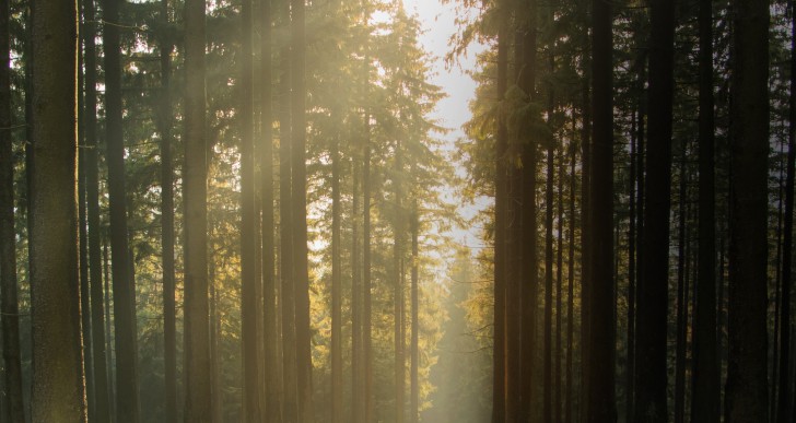 IL RESPIRO DEL BOSCO