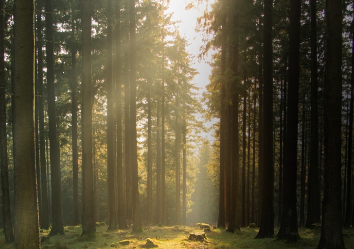 IL RESPIRO DEL BOSCO